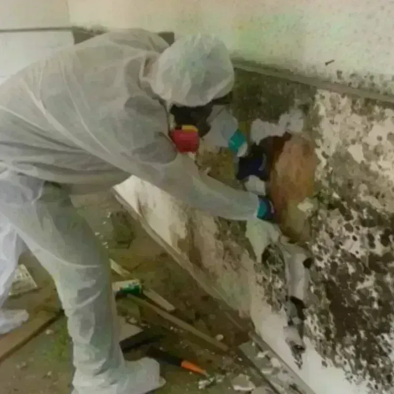 Mold Remediation and Removal in Belleair Bluffs, FL